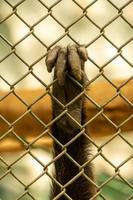 The hand of a monkey behind bars