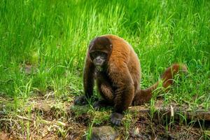 Mono chorongo, Amazonia, Ecuador foto