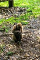 Chorongo Monkey, Amazonia, Ecuador photo