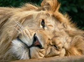 A majestic lion sitting on a wooden platform photo