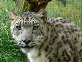 leopardo de las nieves en un entorno de zoológico foto