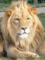 A majestic lion sitting on a wooden platform photo