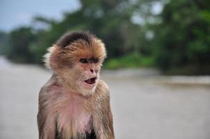 A monkey in the amazon jungle photo