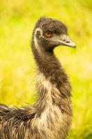 A close up of the head and neck of an emu photo