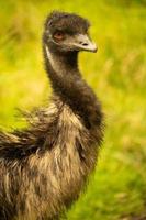 A close up of the head and neck of an emu photo