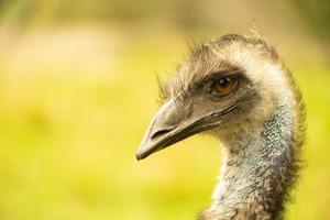 A close up of the head and neck of an emu