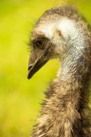 A close up of the head and neck of an emu photo