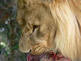 Close up of Lion Eating photo