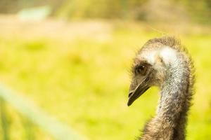 A close up of the head and neck of an emu photo