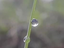 gotas sobre la hierba verde con fondo borroso foto