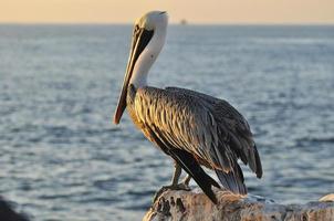 Pelican, Galapagos, Ecuador