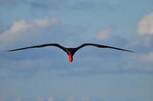 Flying frigatebird, Ecuador photo