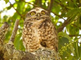 A burrowing owl in a tree photo