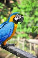 A single parrot sitting on a branch photo