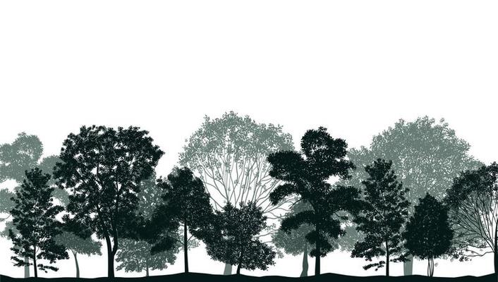 Trees Monochrome Silhouettes Composition
