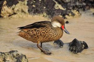 birds on the beach on the Galapagos Islands, Ecuador photo