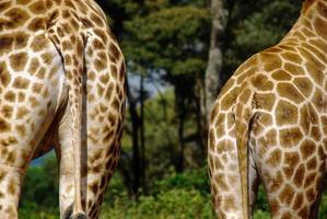 Two giraffe, Africa photo