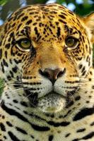 jaguar adulto, ecuador foto
