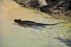 Marina Iguana, Ecuador photo