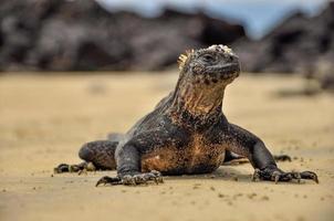 iguana en la playa foto