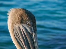 Pelican head Ecuador photo