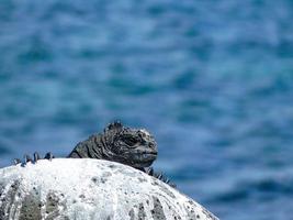 una iguana marina