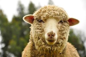 Close up of a sheep photo