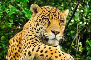 Adult jaguar, Ecuador photo