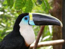 tucán de la región amazónica de ecuador foto