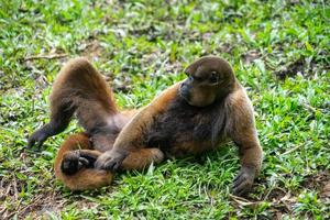 Chorongo Monkey, Amazonia, Ecuador photo