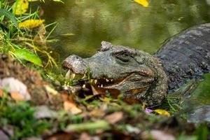 A caiman on the banks of a lagoon, Amazonia, Ecuador photo