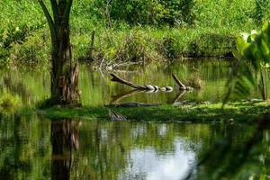 A caiman on the banks of a lagoon, Amazonia, Ecuador photo