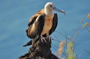 Frigate bird sitting in the cliff photo