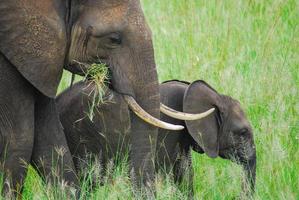 An female elephant and a baby photo