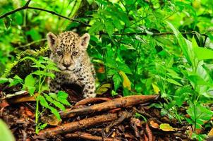 A young jaguar in the grass photo