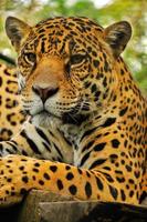 Adult jaguar, Ecuador photo