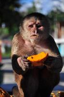 un mono capuchino comiendo papaya foto