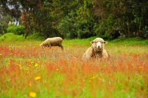 Two sheep in a field photo