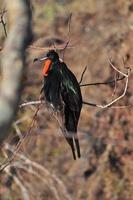 pájaro fragata sentado en el acantilado foto