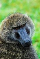 cara de babuino, áfrica foto