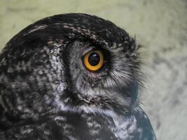 A great horned owl in captivity, photo