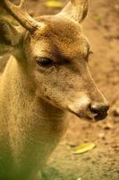 White tailed deer photo