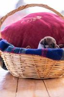 A Single puppy sitting in a wicker basket