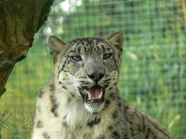 Snow Leopard in a zoo environment