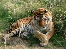 una foto de un tigre de cuerpo completo