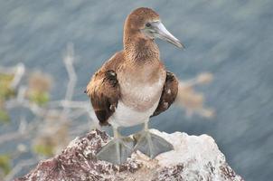 Baby blue footed bobbie photo