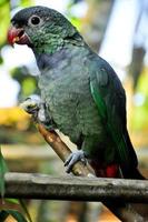 Green Grey Parrot photo