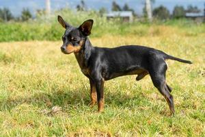 A black chihuahua photo