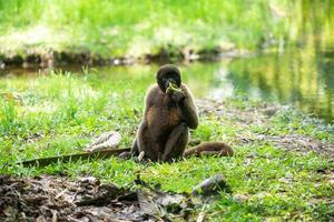 Chorongo Monkey, Amazonia, Ecuador photo