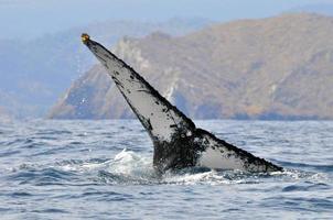 The tail of a humpback whale photo